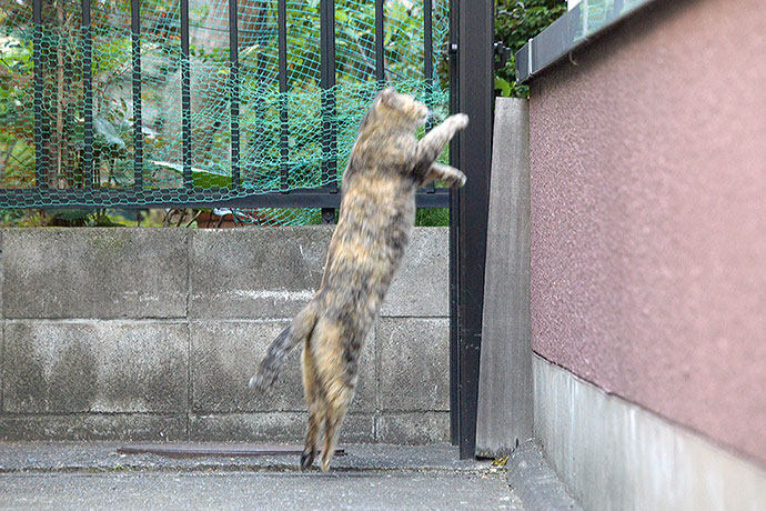 太田区のねこ