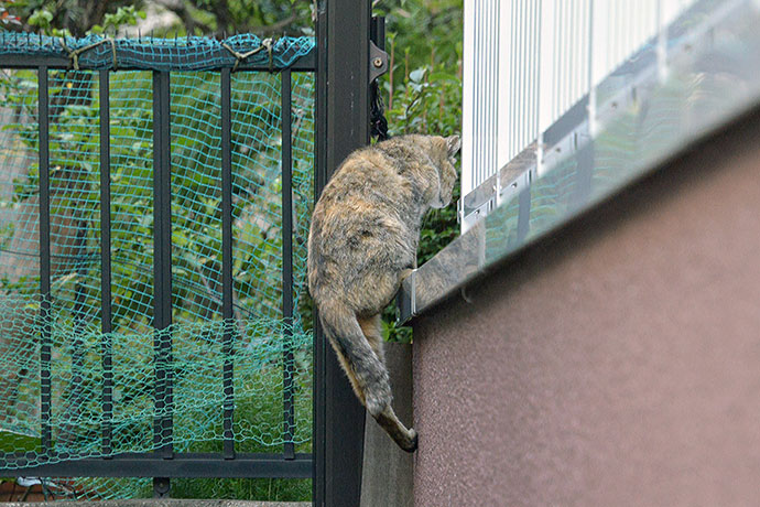 太田区のねこ