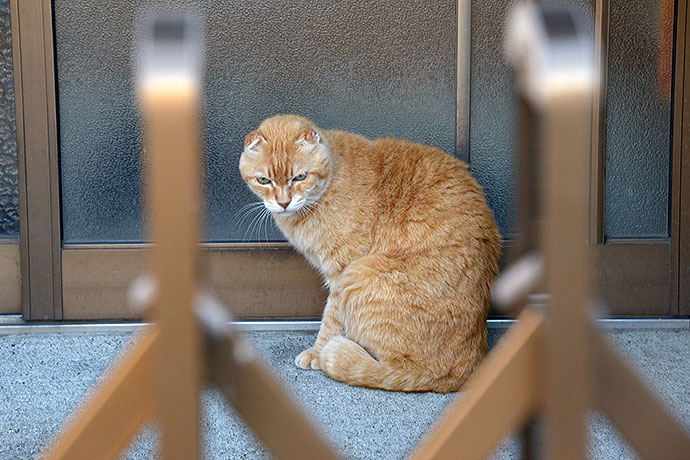 太田区のねこ