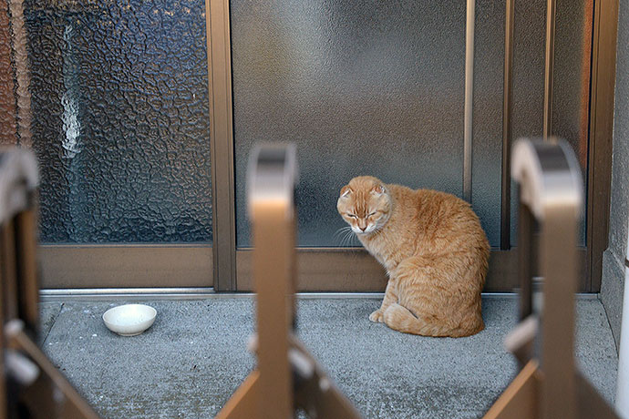 太田区のねこ