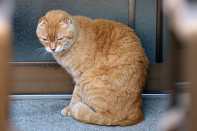 太田区のねこ