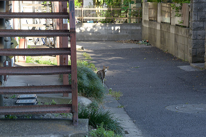 太田区のねこ