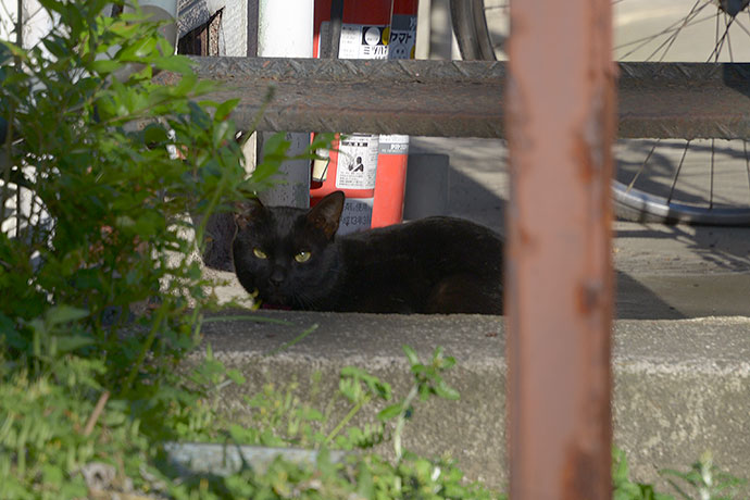 太田区のねこ