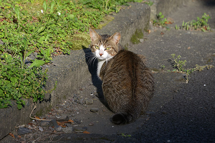 太田区のねこ