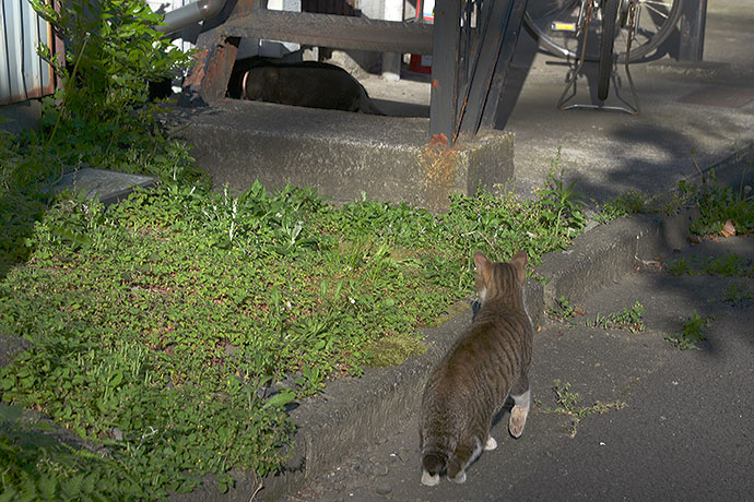 太田区のねこ