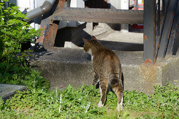 太田区のねこ