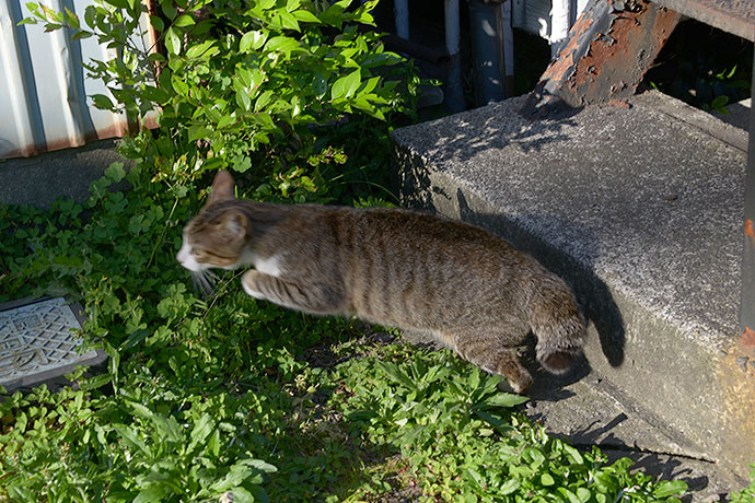 太田区のねこ