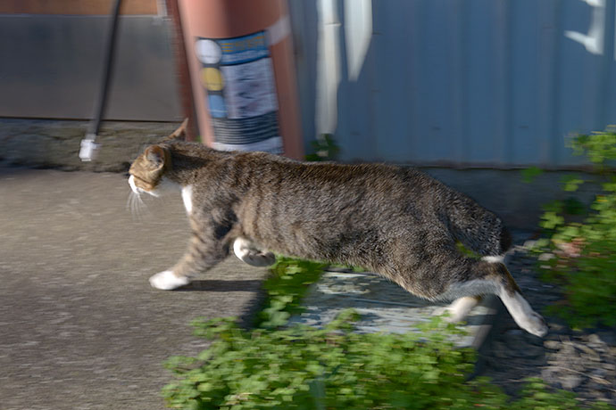 太田区のねこ