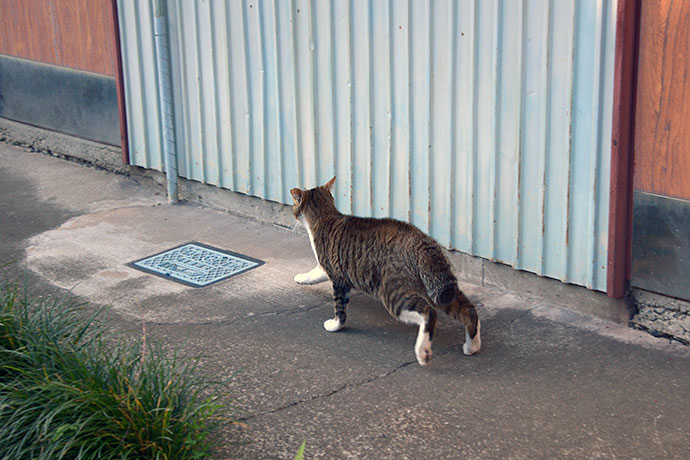 太田区のねこ