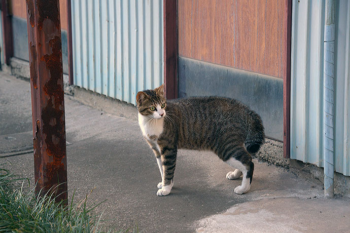 太田区のねこ