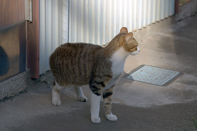 太田区のねこ