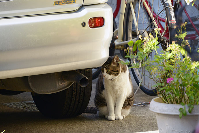 太田区のねこ
