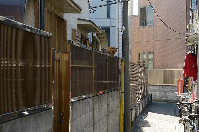 太田区のねこ