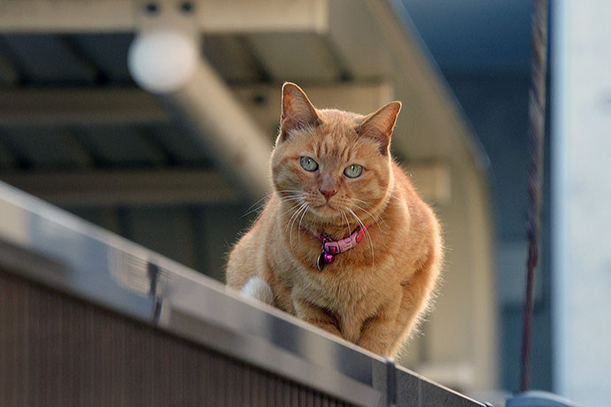 太田区のねこ