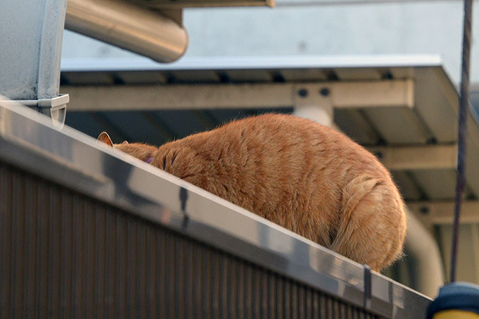 太田区のねこ