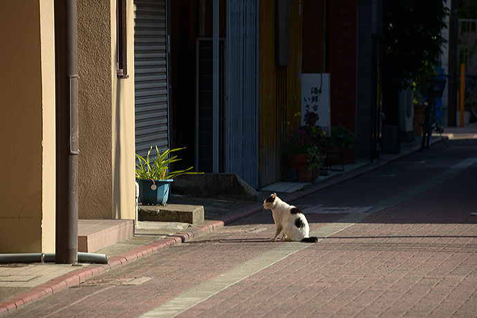 太田区のねこ