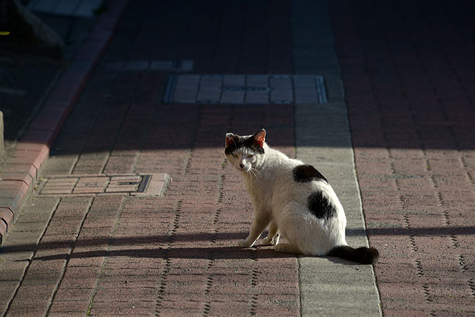 太田区のねこ