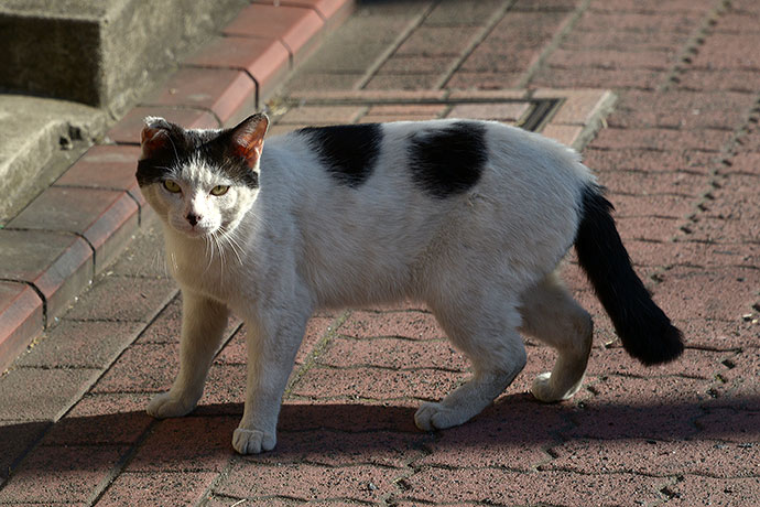 太田区のねこ