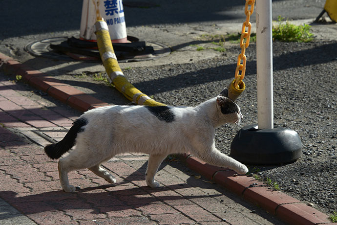 太田区のねこ