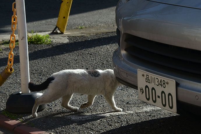 太田区のねこ