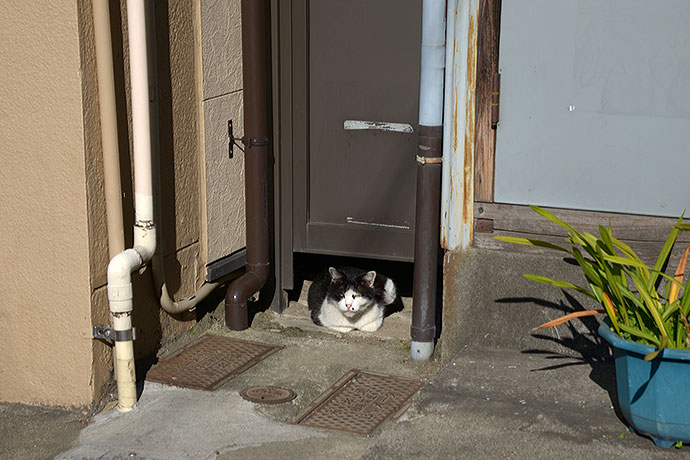 太田区のねこ