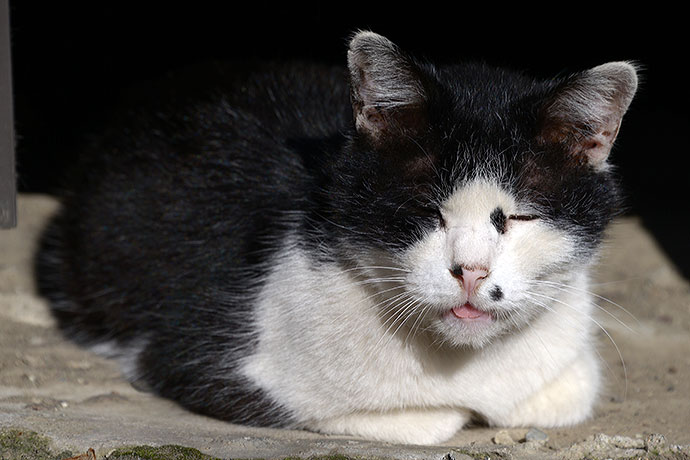 太田区のねこ