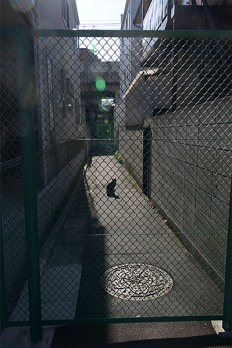 太田区のねこ