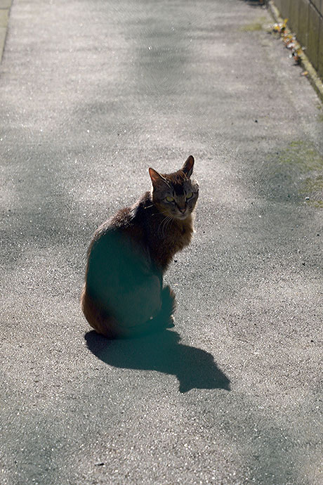 太田区のねこ