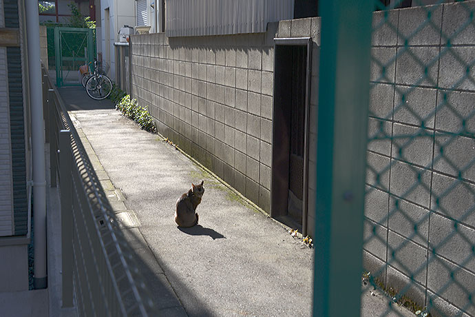 太田区のねこ
