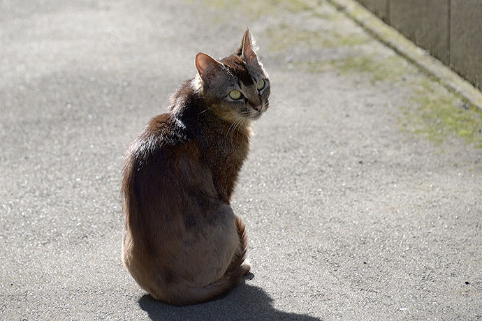 太田区のねこ