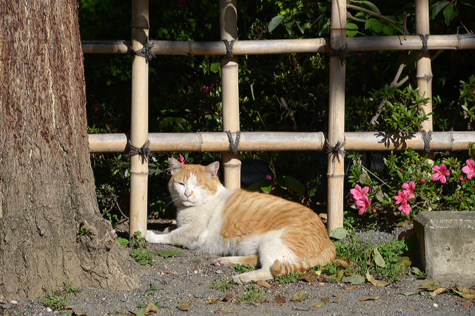 太田区のねこ