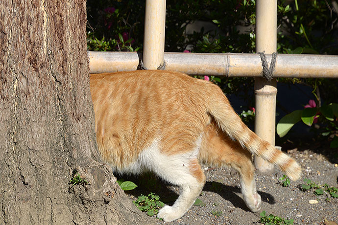 太田区のねこ