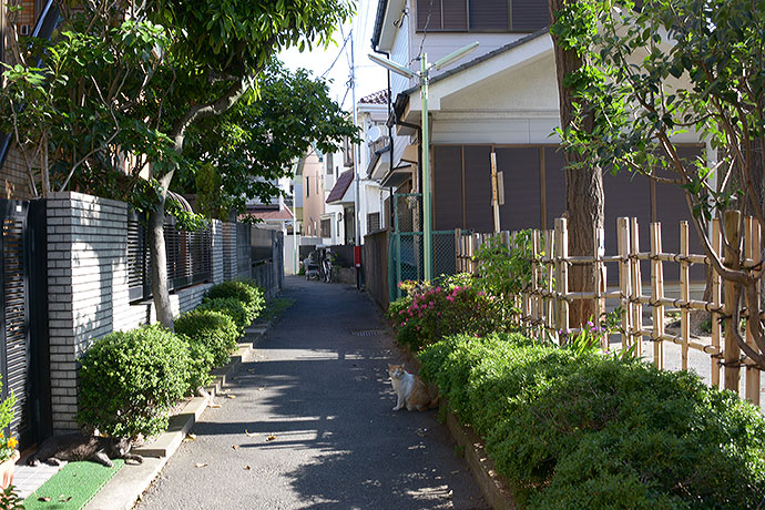 太田区のねこ