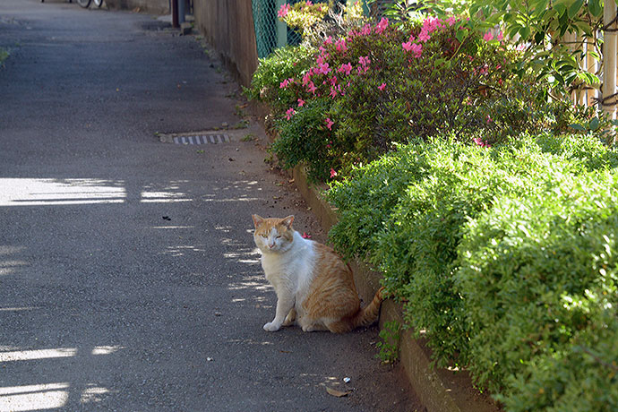 太田区のねこ