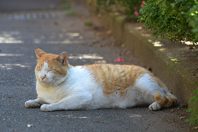 太田区のねこ