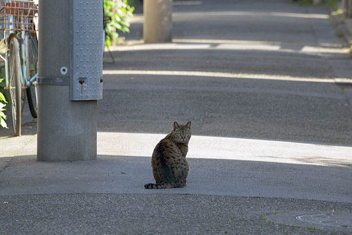 太田区のねこ