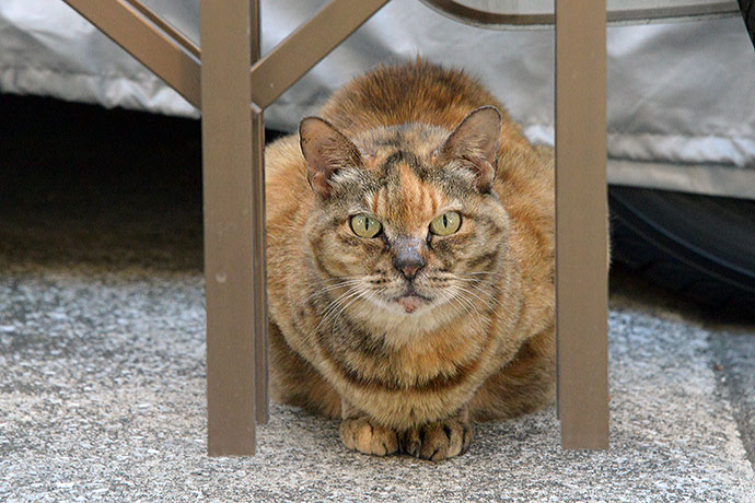 太田区のねこ