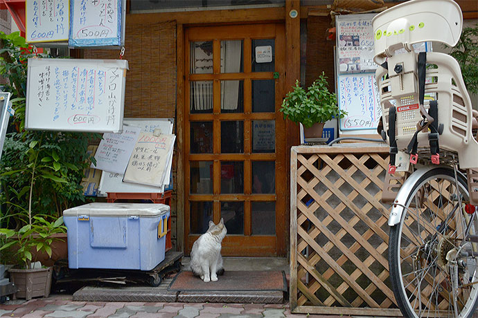 太田区のねこ