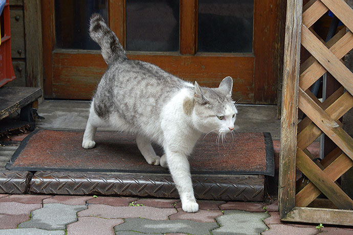 太田区のねこ