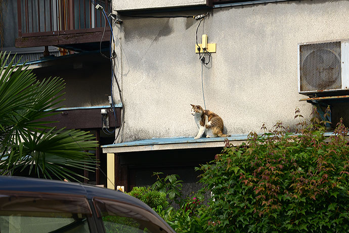 太田区のねこ