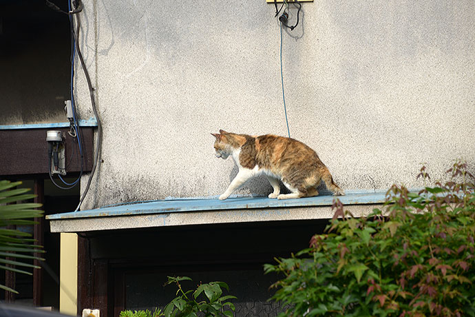 太田区のねこ