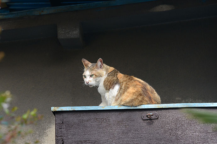 太田区のねこ