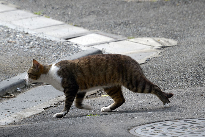 太田区のねこ