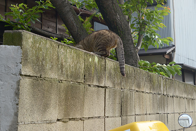 太田区のねこ