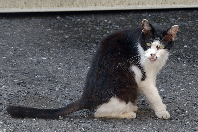 太田区のねこ