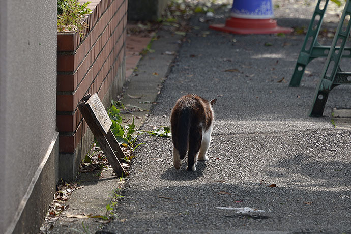 太田区のねこ