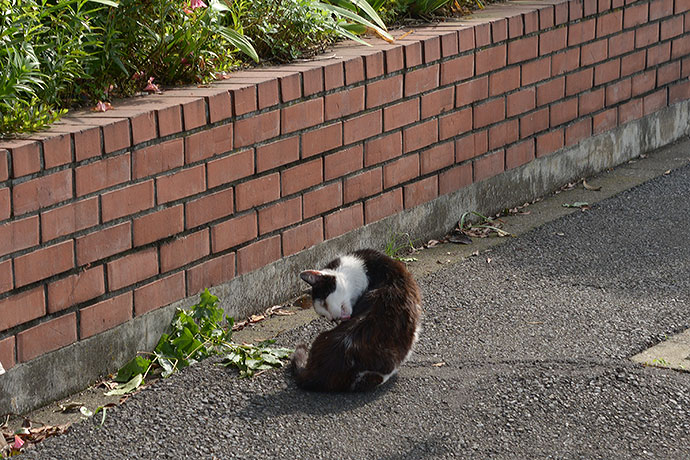 太田区のねこ