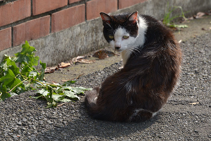 太田区のねこ