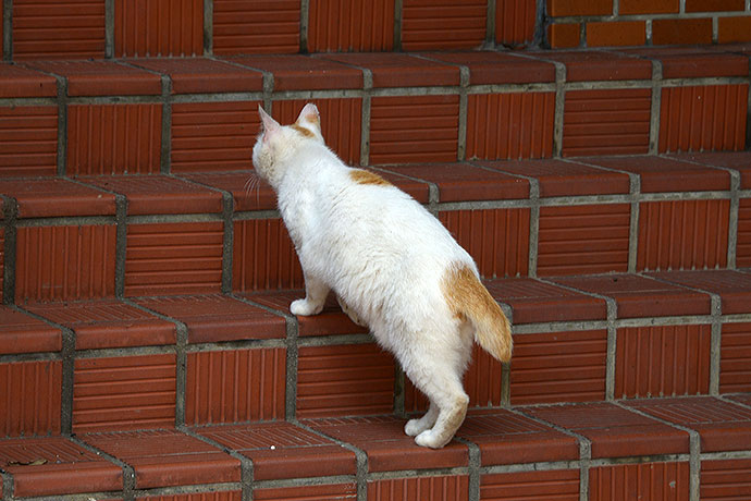 太田区のねこ