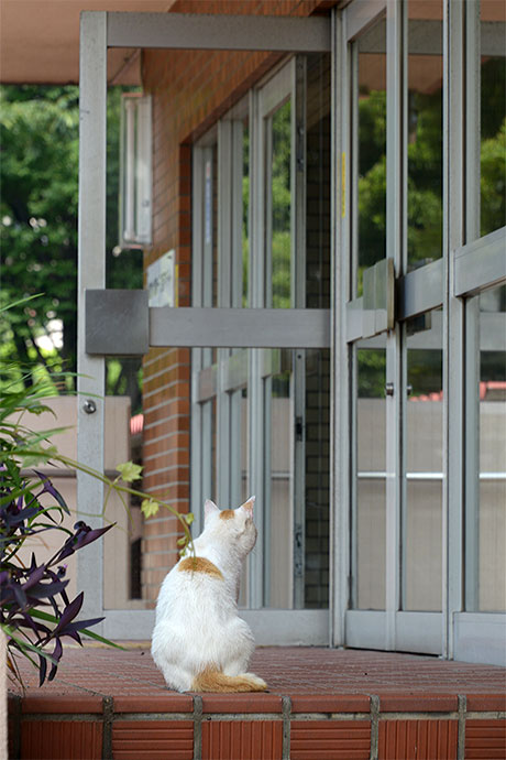 太田区のねこ